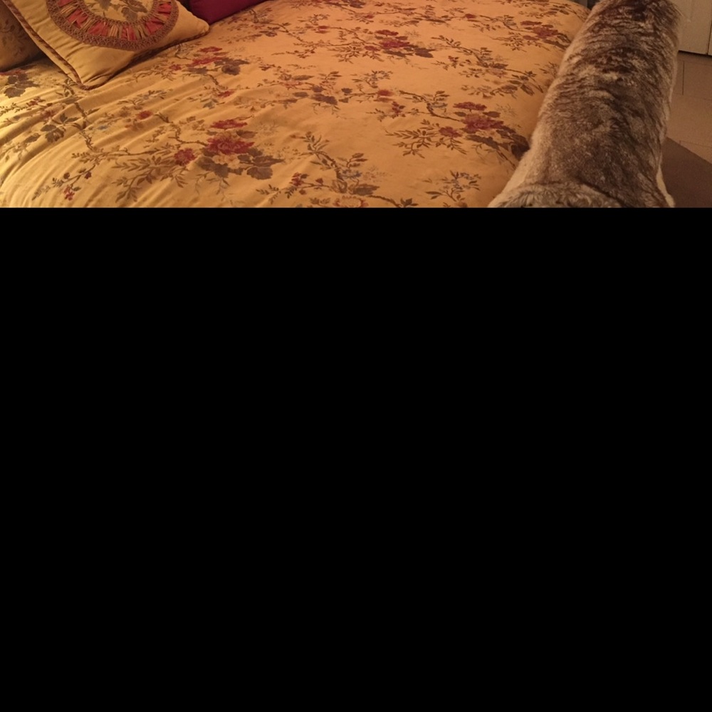 Waverly Floral Comforter in Yellow and Red